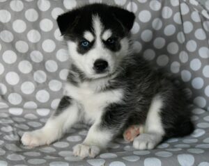huskimo puppies