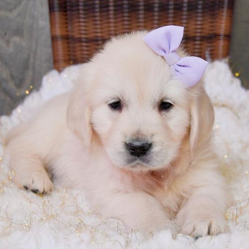 golden retriever puppies female