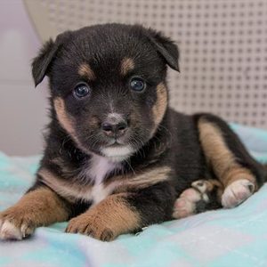 alaskan klee kai australian shepherd mix