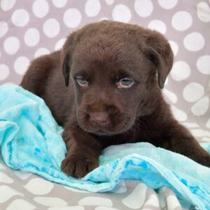 labrador retriever webbed feet