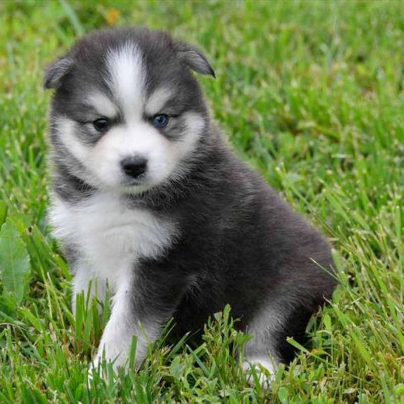 huskimo puppies