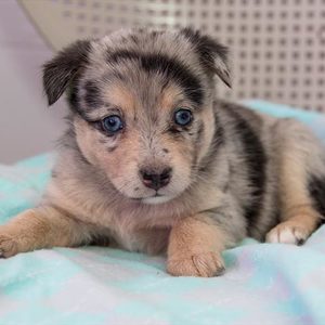 alaskan klee kai australian shepherd mix